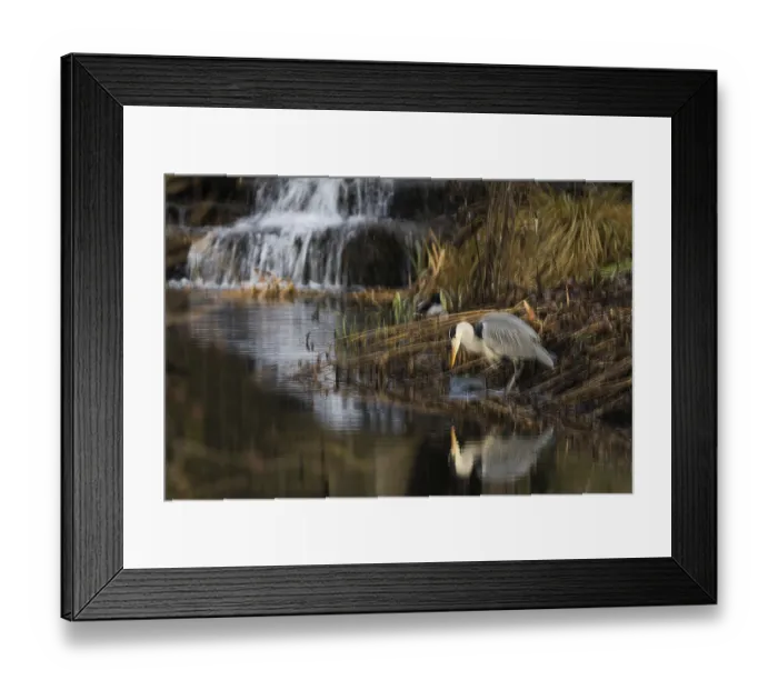 Framed Print : A grey heron (Ardea cinerea) stands on the riverbank next to a small waterfall
