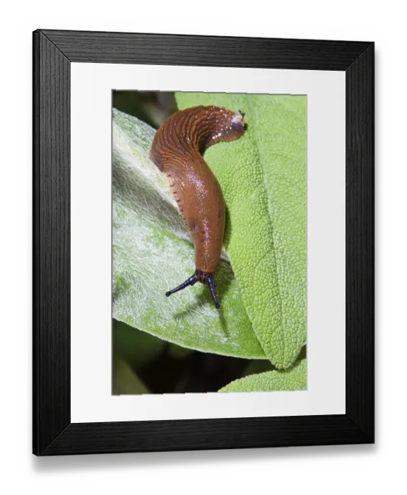 Framed Print : Large Red slug (Arion rufus), slug on green leaf Framed Print : Large Red slug (Arion rufus), slug on green leaf