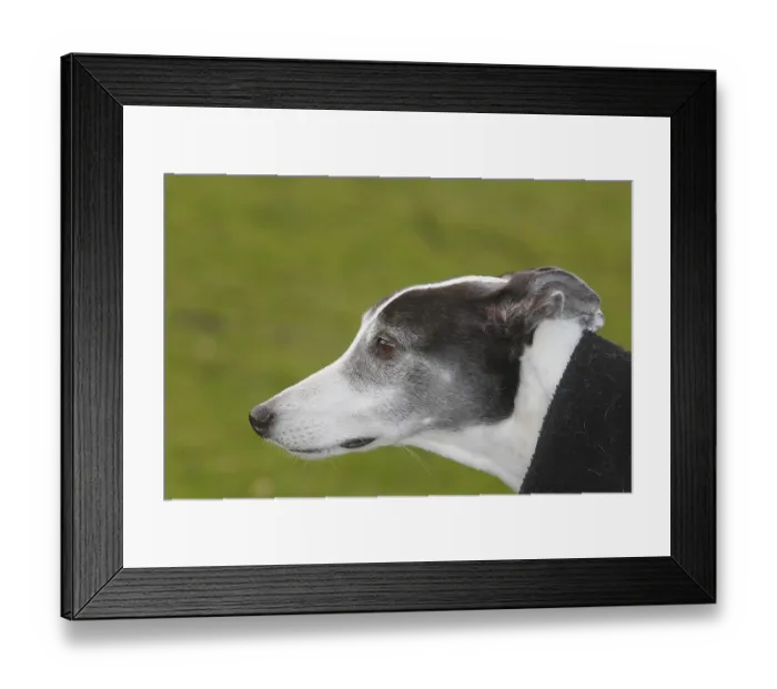 Framed Print : Greyhound (Canis lupus familaris)
