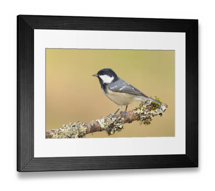 Framed Print : Fir tit (Periparus ater), sitting on a branch overgrown with moss and lichen
