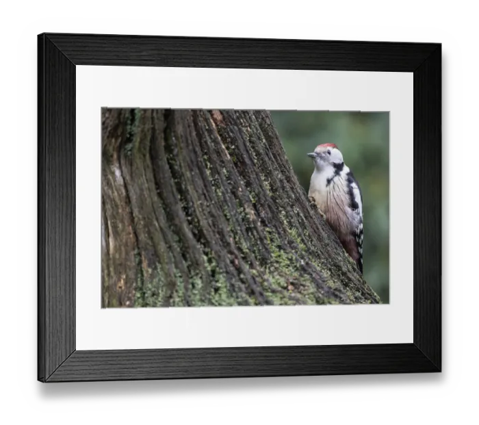 Framed Print : Middle Spotted Woodpecker (Leiopicus medius)