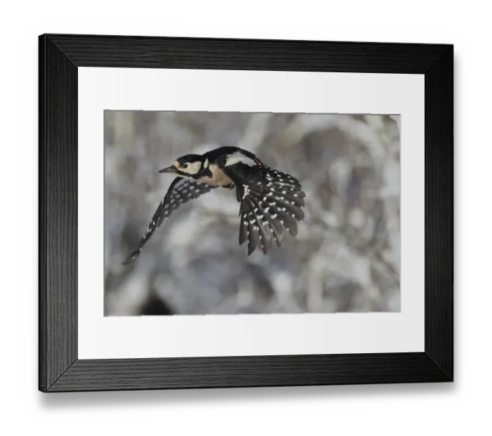 Framed Print : Great spotted woodpecker, Dentrokops major Framed Print : Great spotted woodpecker, Dentrokops major