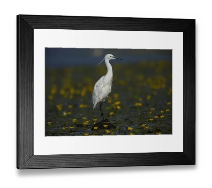 Framed Print : Little Egret (Egretta garzetta) in the midst of flowering echidnas Hungary