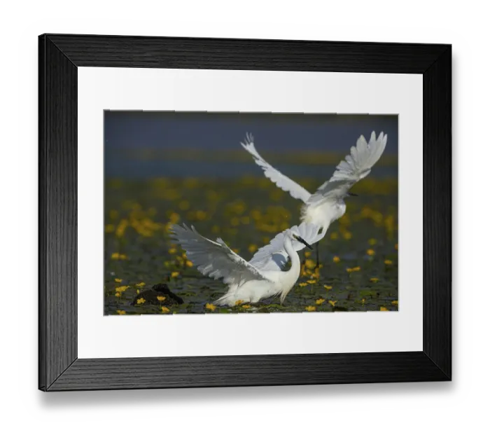 Framed Print : Little Egret (Egretta garzetta) in the midst of flowering echidnas Hungary