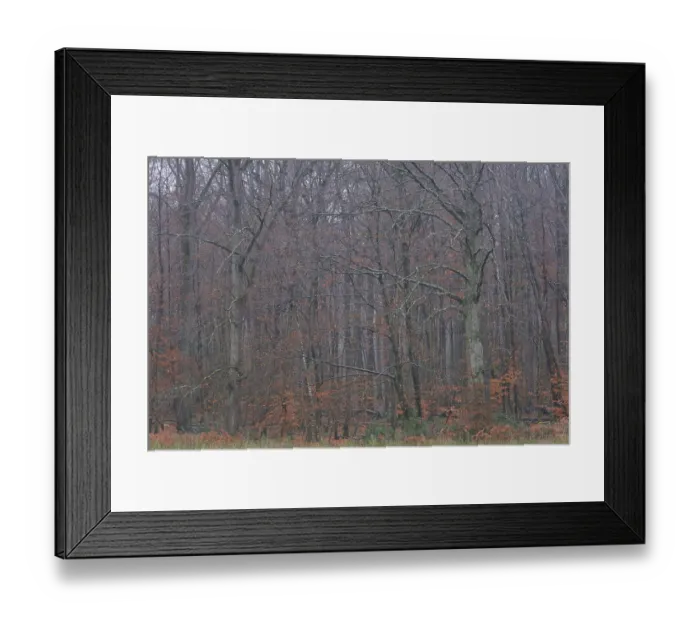 Framed Print : Forest stand with English oak (Quercus robur) and copper beech (Fagus silvatica) Framed Print : Forest stand with English oak (Quercus robur) and copper beech (Fagus silvatica)