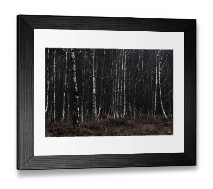 Framed Print : Forest stand with sand birch (Betula pendula)