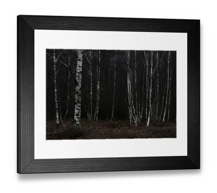 Framed Print : Forest stand with sand birch (Betula pendula)
