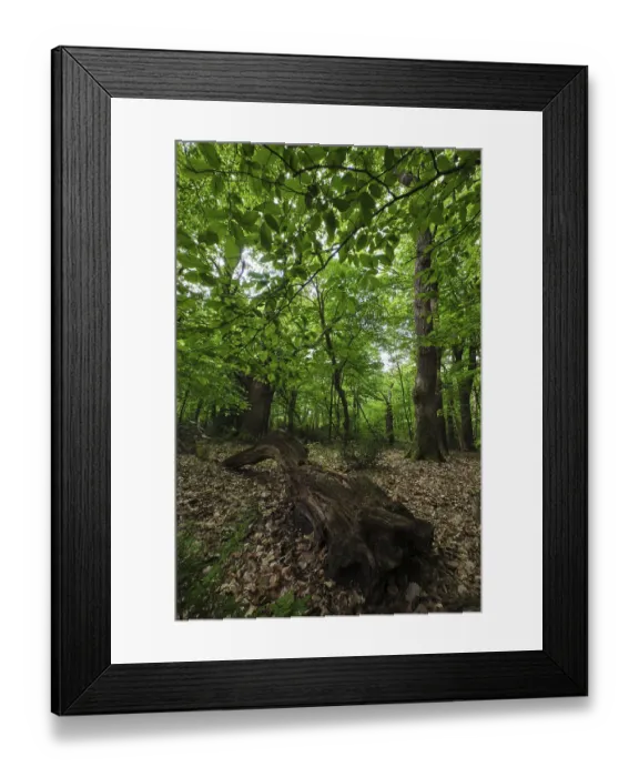 Framed Print : Dead, fallen tree, Urwald Baumweg Nature Reserve Framed Print : Dead, fallen tree, Urwald Baumweg Nature Reserve