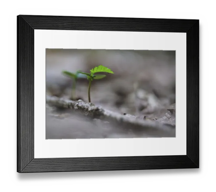 Framed Print : Seedling of copper beech (Fagus silvatica) Framed Print : Seedling of copper beech (Fagus silvatica)