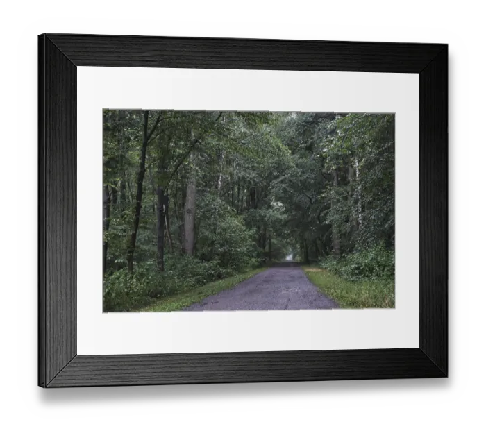 Framed Print : Forest trail leads through deciduous forest when it rains