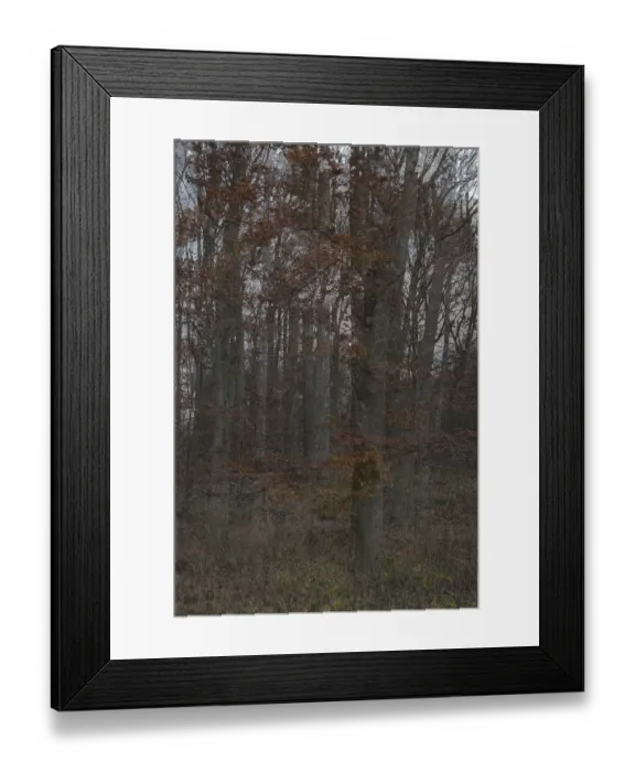 Framed Print : Forest stand with copper beech (Fagus silvatica)