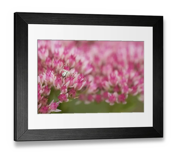 Framed Print : Close-up of the inflorescence of a stonecrop (Hylotelephium telephium (L)