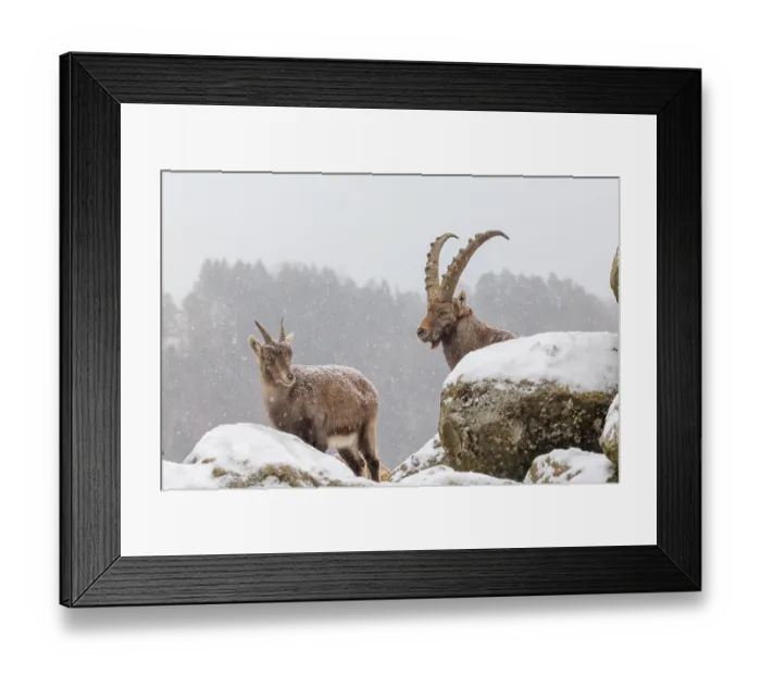 Framed Print : A male and a female ibex (Capra ibex) stand on a rock in the snowstorm