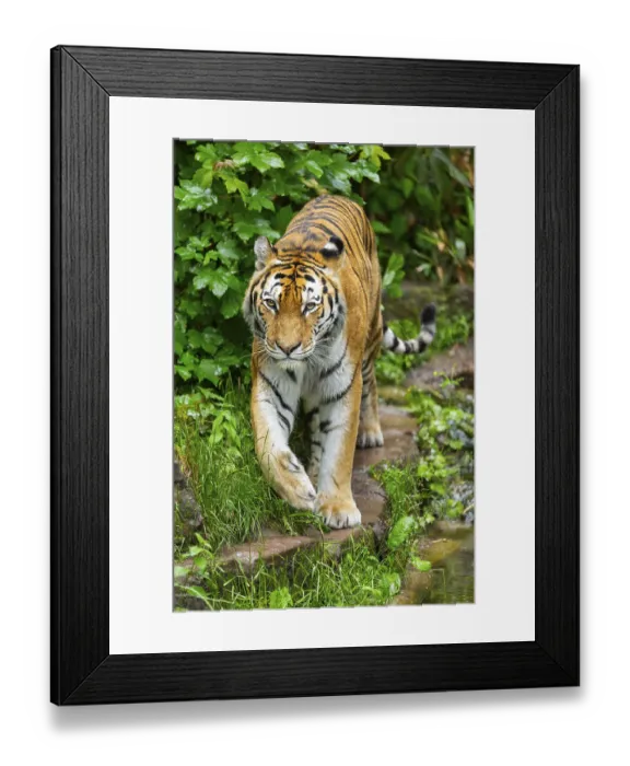 Framed Print : Siberian tiger (Panthera tigris tigris) walking through bushes on a rainy day Framed Print : Siberian tiger (Panthera tigris tigris) walking through bushes on a rainy day