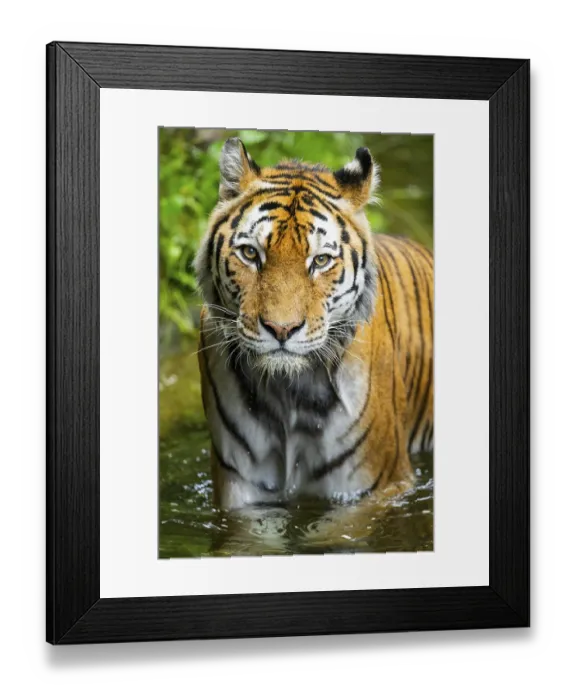Framed Print : Siberian tiger (Panthera tigris tigris) walking in a lake Framed Print : Siberian tiger (Panthera tigris tigris) walking in a lake