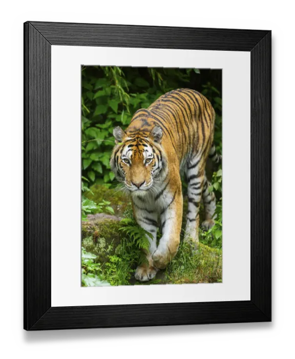 Framed Print : Siberian tiger (Panthera tigris tigris) walking through bushes on a rainy day Framed Print : Siberian tiger (Panthera tigris tigris) walking through bushes on a rainy day