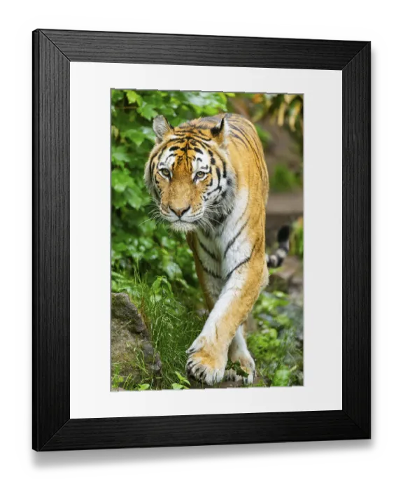Framed Print : Siberian tiger (Panthera tigris tigris) walking through bushes on a rainy day Framed Print : Siberian tiger (Panthera tigris tigris) walking through bushes on a rainy day
