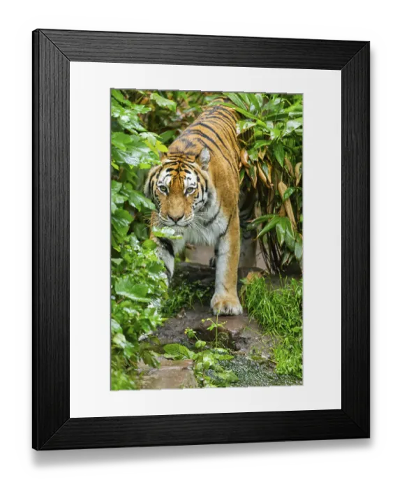 Framed Print : Siberian tiger (Panthera tigris tigris) walking through bushes on a rainy day
