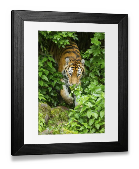 Framed Print : Siberian tiger (Panthera tigris tigris) walking through bushes on a rainy day Framed Print : Siberian tiger (Panthera tigris tigris) walking through bushes on a rainy day