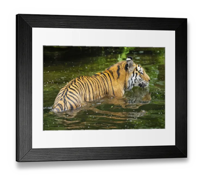 Framed Print : Siberian tiger (Panthera tigris tigris) swimming in a lake Framed Print : Siberian tiger (Panthera tigris tigris) swimming in a lake