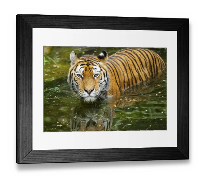 Framed Print : Siberian tiger (Panthera tigris tigris) swimming in a lake Framed Print : Siberian tiger (Panthera tigris tigris) swimming in a lake