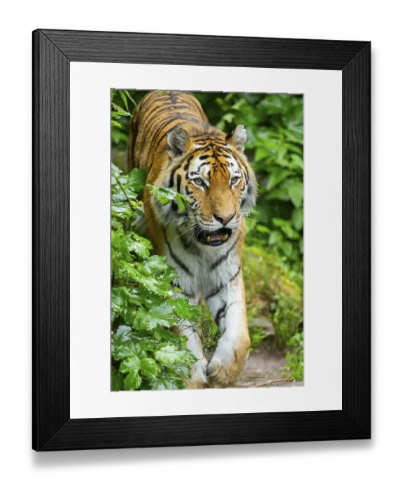 Framed Print : Siberian tiger (Panthera tigris tigris) walking through bushes on a rainy day
