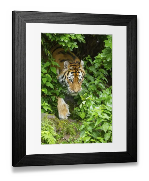 Framed Print : Siberian tiger (Panthera tigris tigris) walking through bushes on a rainy day