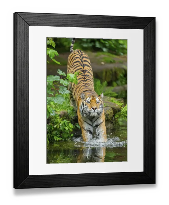 Framed Print : Siberian tiger (Panthera tigris tigris) walking in a lake