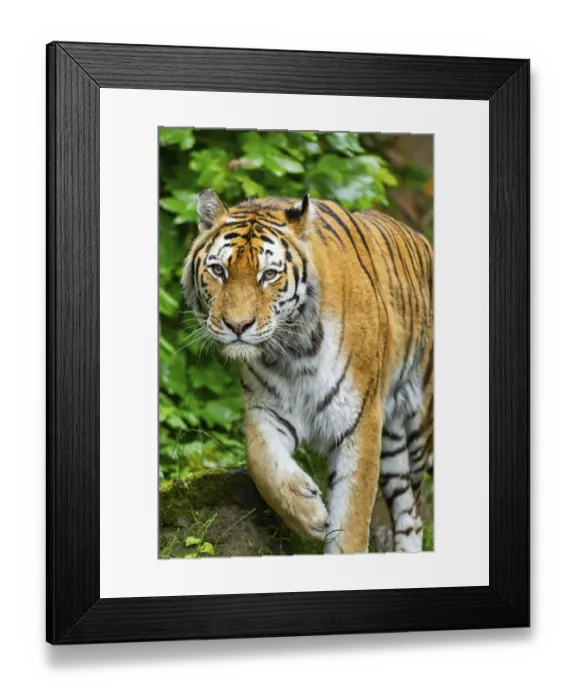 Framed Print : Siberian tiger (Panthera tigris tigris) walking through bushes on a rainy day