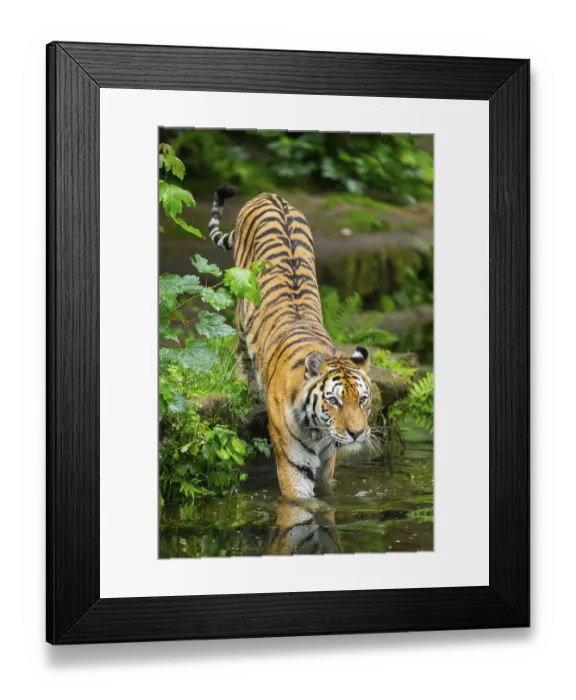 Framed Print : Siberian tiger (Panthera tigris tigris) walking in a lake Framed Print : Siberian tiger (Panthera tigris tigris) walking in a lake