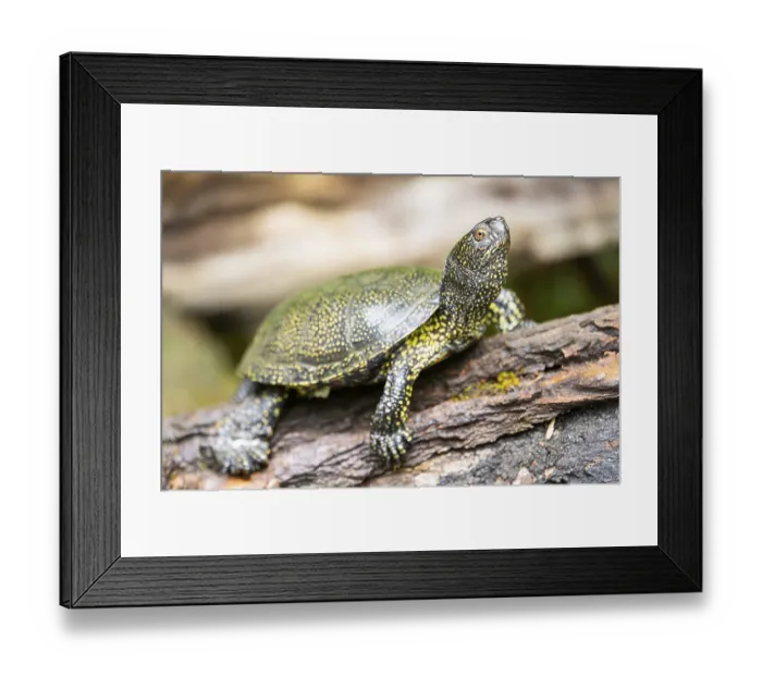 Framed Print : European pond turtle (Emys orbicularis) on a rock Framed Print : European pond turtle (Emys orbicularis) on a rock