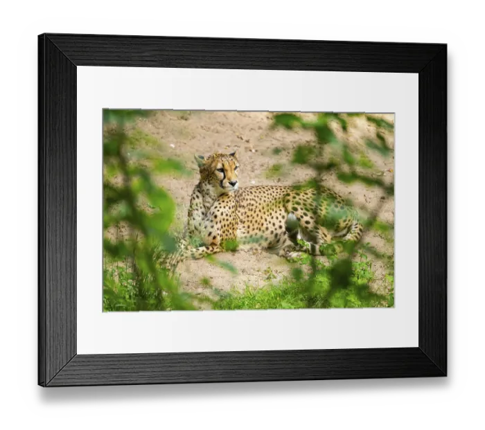 Framed Print : Cheetah (Acinonyx jubatus) lying ion the ground Framed Print : Cheetah (Acinonyx jubatus) lying ion the ground