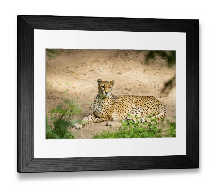 Framed Print : Cheetah (Acinonyx jubatus) lying ion the ground
