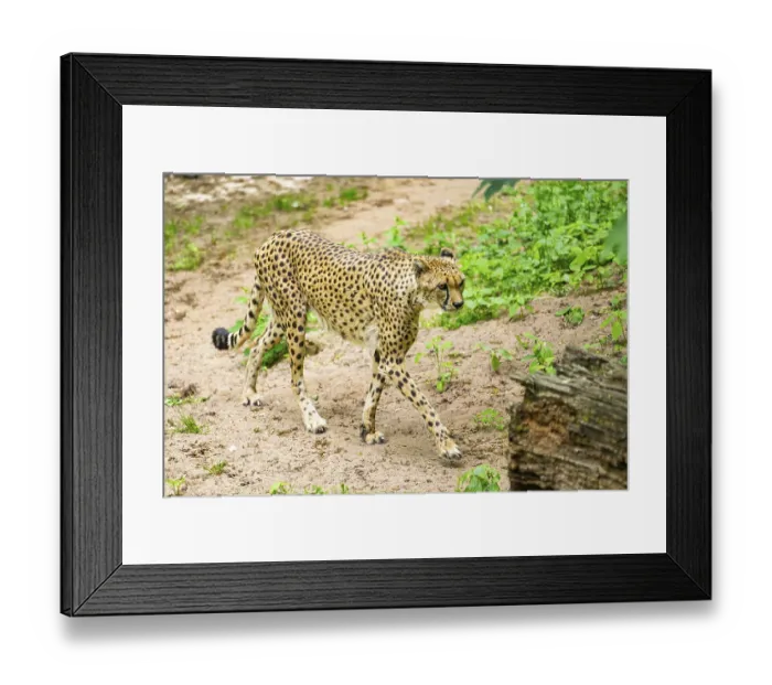 Framed Print : Cheetah (Acinonyx jubatus) walking around on the ground