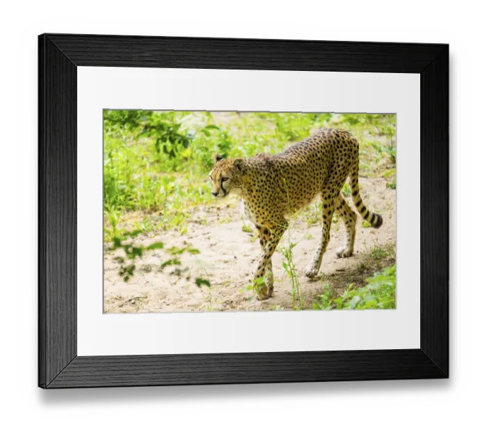 Framed Print : Cheetah (Acinonyx jubatus) walking around on the ground
