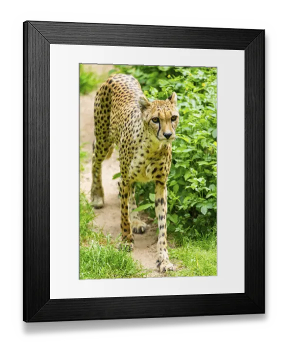Framed Print : Cheetah (Acinonyx jubatus) walking around on the ground Framed Print : Cheetah (Acinonyx jubatus) walking around on the ground