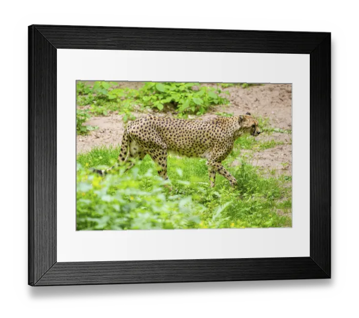 Framed Print : Cheetah (Acinonyx jubatus) walking around on the ground Framed Print : Cheetah (Acinonyx jubatus) walking around on the ground