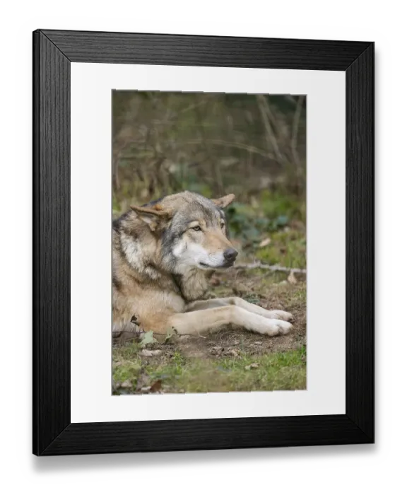 Framed Print : Eurasian wolf (Canis lupus lupus) lying in a forest Framed Print : Eurasian wolf (Canis lupus lupus) lying in a forest
