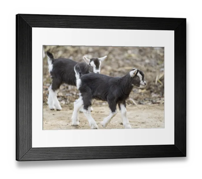 Framed Print : Domestic goat (Capra hircus) youngster on a farm outdoors