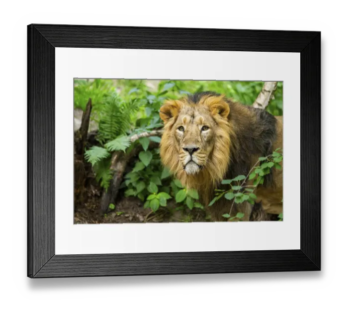 Framed Print : Asiatic lion (Panthera leo persica) male