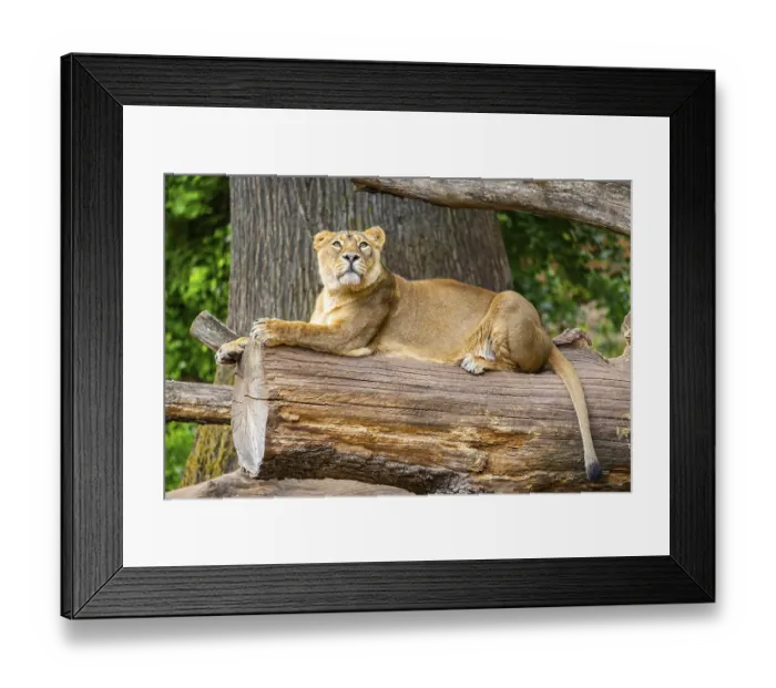 Framed Print : Asiatic lion (Panthera leo persica) female lying on a tree trunk Framed Print : Asiatic lion (Panthera leo persica) female lying on a tree trunk
