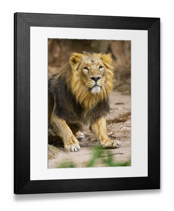 Framed Print : Asiatic lion (Panthera leo persica) male walking around on the ground Framed Print : Asiatic lion (Panthera leo persica) male walking around on the ground