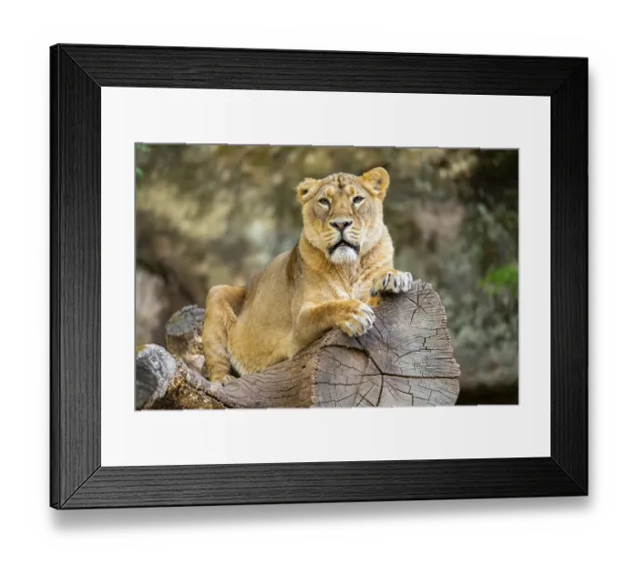 Framed Print : Asiatic lion (Panthera leo persica) female lying on a tree trunk