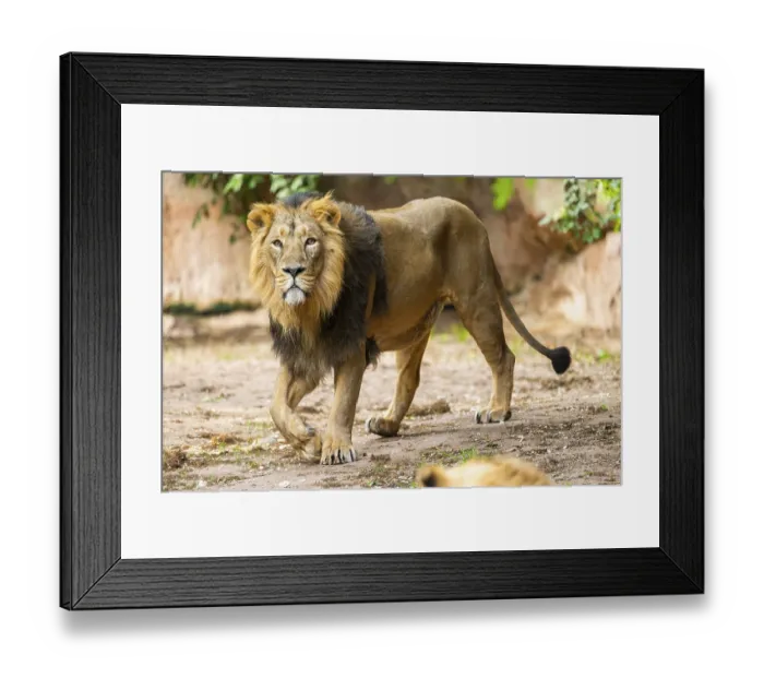 Framed Print : Asiatic lion (Panthera leo persica) male walking around on the ground