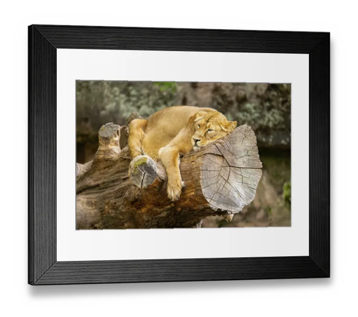 Framed Print : Asiatic lion (Panthera leo persica) female lying on a tree trunk