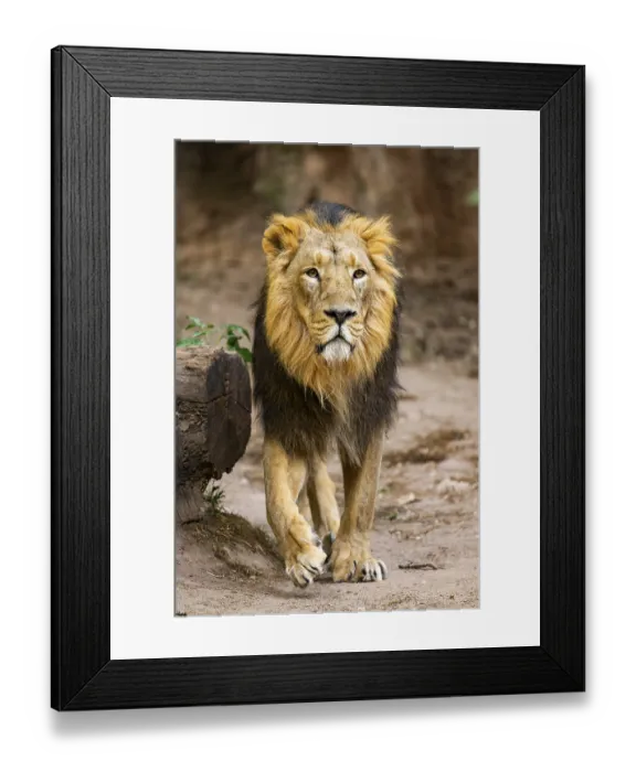 Framed Print : Asiatic lion (Panthera leo persica) male walking around on the ground