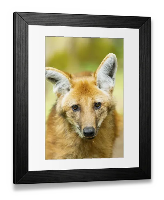 Framed Print : Maned wolf (Chrysocyon brachyurus)