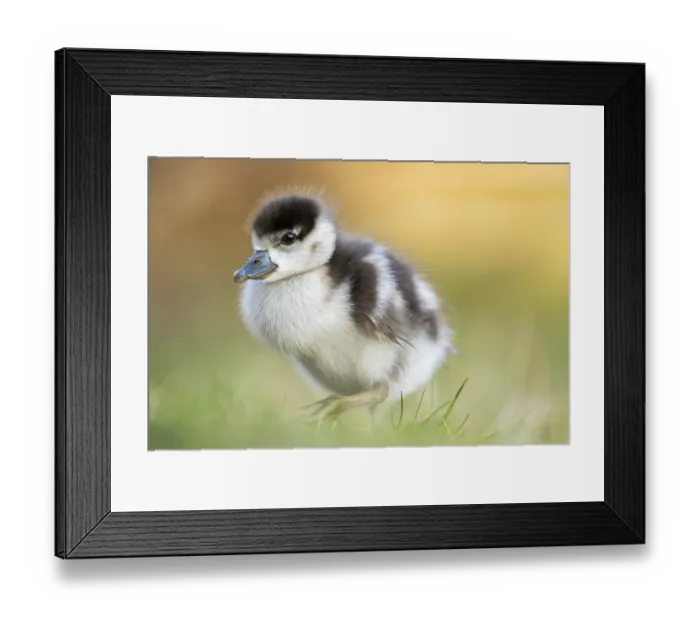 Framed Print : Egyptian goose (Alopochen aegyptiaca) cute chick on a meadow at the shore of a lake Framed Print : Egyptian goose (Alopochen aegyptiaca) cute chick on a meadow at the shore of a lake