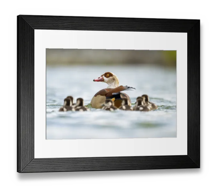 Framed Print : Egyptian goose (Alopochen aegyptiaca) mother with her chicks swimming on a lake