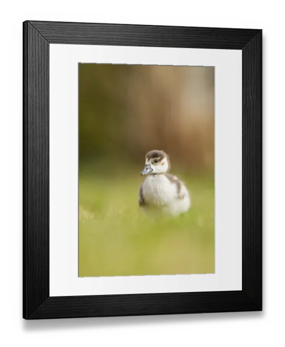 Framed Print : Egyptian goose (Alopochen aegyptiaca) cute chick on a meadow at the shore of a lake
